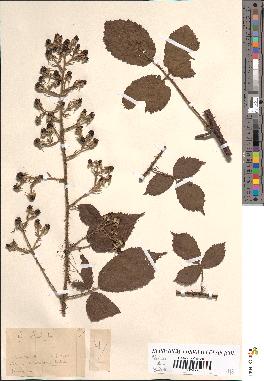 spécimen de Rubus radula