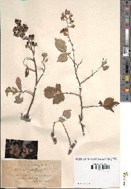 spécimen de Rubus ulmifolius