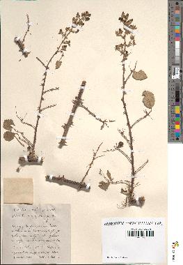 spécimen de Rubus ulmifolius