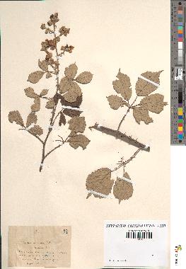 spécimen de Rubus ulmifolius