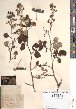 spécimen de Rubus ulmifolius