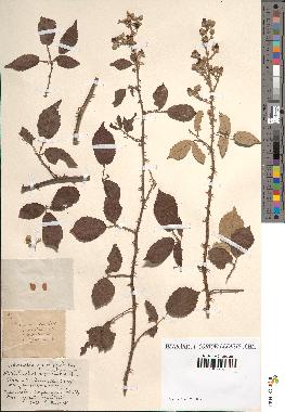 spécimen de Rubus ulmifolius