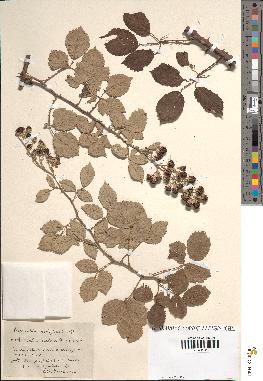 spécimen de Rubus ulmifolius