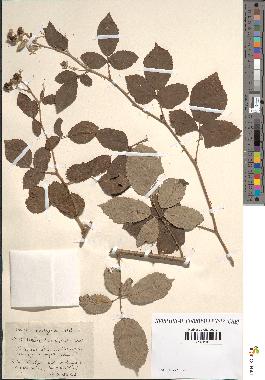 spécimen de Rubus ulmifolius