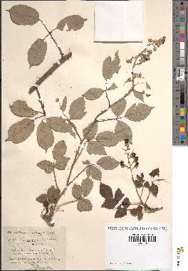 spécimen de Rubus ulmifolius