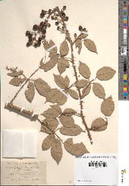 spécimen de Rubus ulmifolius