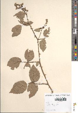 spécimen de Rubus ulmifolius