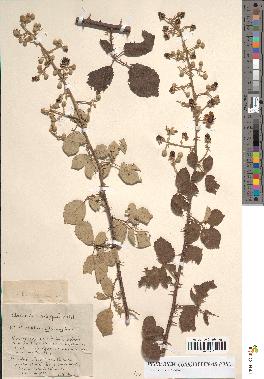 spécimen de Rubus ulmifolius