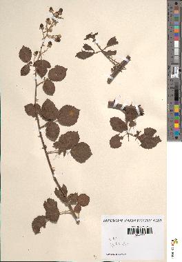 spécimen de Rubus ulmifolius