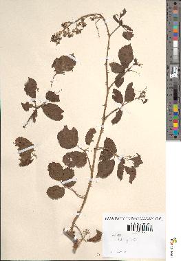 spécimen de Rubus ulmifolius