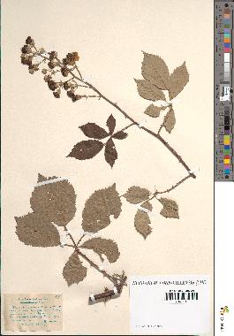 spécimen de Rubus ulmifolius