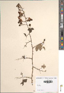 spécimen de Rubus ulmifolius