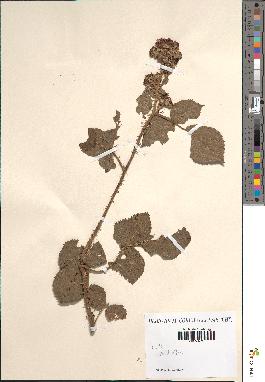 spécimen de Rubus sp.