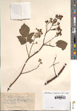 spécimen de Rubus sp.