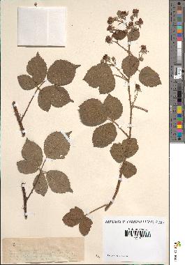 spécimen de Rubus sp.