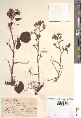 spécimen de Rubus sp.