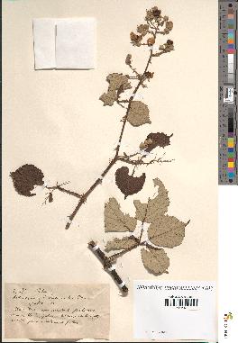 spécimen de Rubus sp.