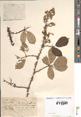 spécimen de Rubus sp.