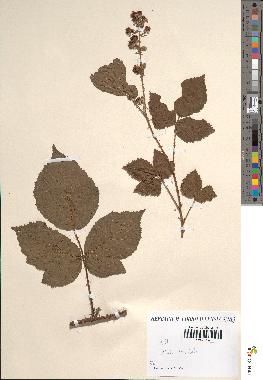 spécimen de Rubus sp.