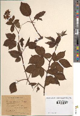 spécimen de Rubus opacus