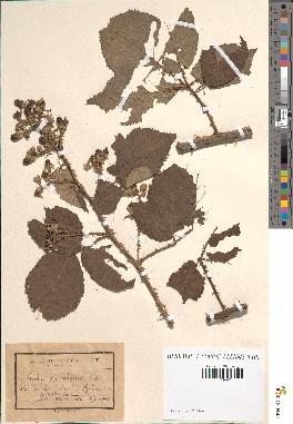 spécimen de Rubus oplothyrsus