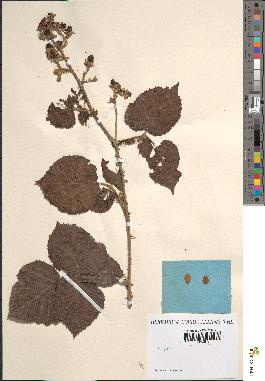 spécimen de Rubus piletostachys x vulnerificus