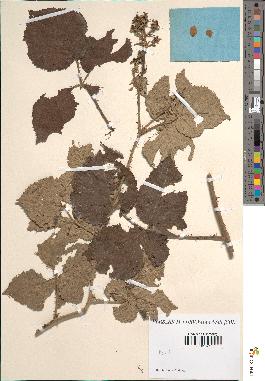 spécimen de Rubus piletostachys x vulnerificus