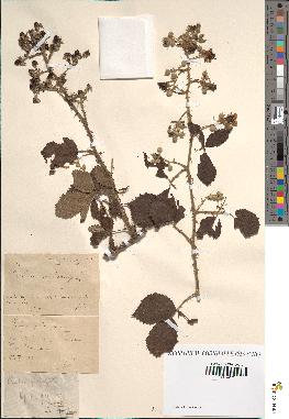 spécimen de Rubus prolongatus