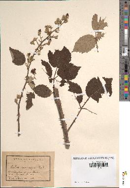 spécimen de Rubus propinquus