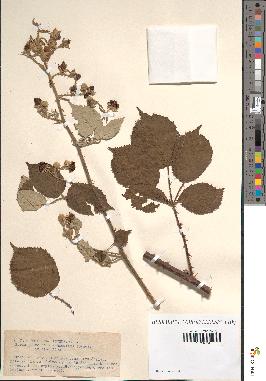 spécimen de Rubus propinquus