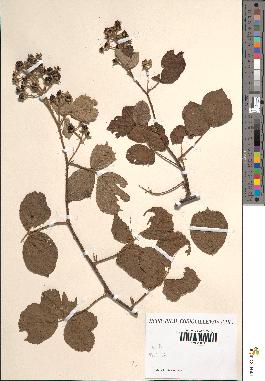 spécimen de Rubus pseudomuricatus