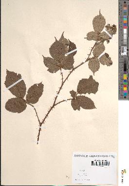 spécimen de Rubus questierii x prolongatus