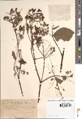 spécimen de Rubus questierii x prolongatus