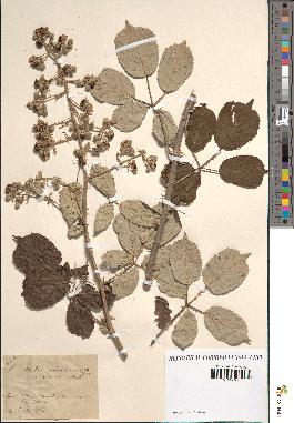 spécimen de Rubus rusticanus