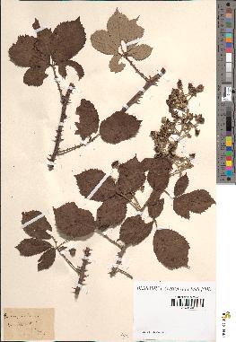 spécimen de Rubus rusticanus