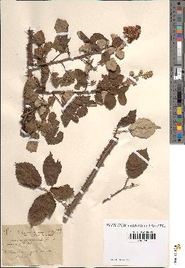 spécimen de Rubus rusticanus