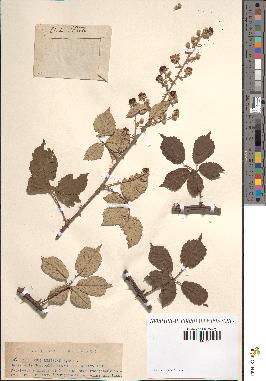 spécimen de Rubus rusticanus