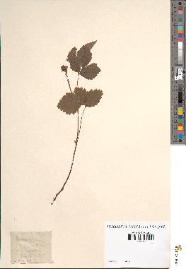 spécimen de Rubus saxatilis