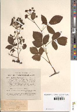 spécimen de Rubus sprengelii