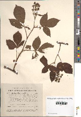 spécimen de Rubus sprengelii