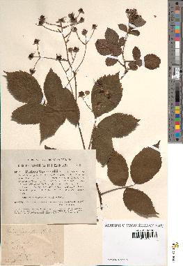 spécimen de Rubus sprengelii