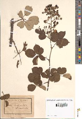 spécimen de Rubus ulmifolius