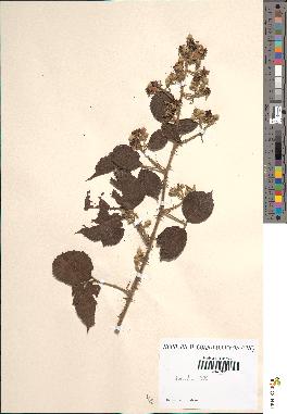 spécimen de Rubus × vulnerificoides