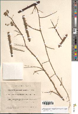 spécimen de Rubus carpinifolius