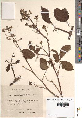 spécimen de Rubus vulgaris