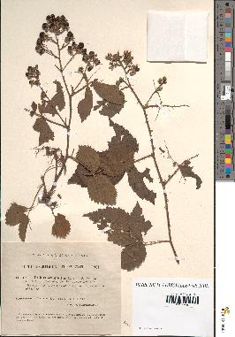 spécimen de Rubus sciaphilus