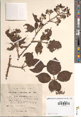 spécimen de Rubus polyanthemus