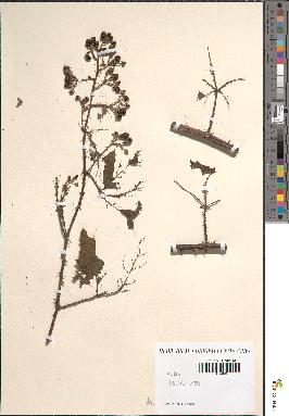 spécimen de Rubus gelertii