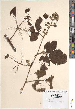 spécimen de Rubus hirtifolius