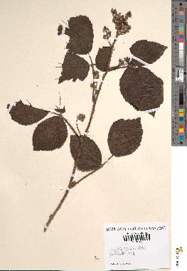 spécimen de Rubus discerptus x fuscus